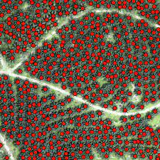 Tree Counting Analysis Menggunakan SAGA