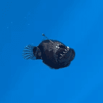 Anglerfish