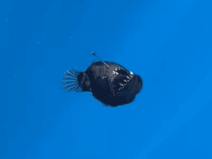 Anglerfish