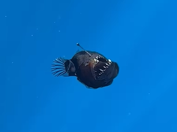 Anglerfish