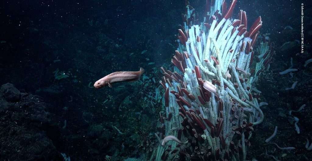 Ikan eelpout berenang di antara koloni cacing tabung (*tubeworms*) yang hidup di sekitar hydrothermal vent, memanfaatkan ekosistem unik laut dalam yang bergantung pada kemosintesis.