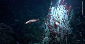 Ikan eelpout berenang di antara koloni cacing tabung (*tubeworms*) yang hidup di sekitar hydrothermal vent, memanfaatkan ekosistem unik laut dalam yang bergantung pada kemosintesis.
