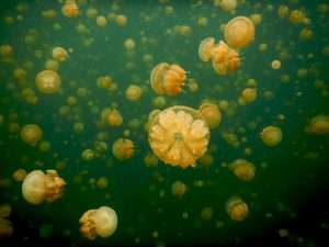 Ubur-Ubur Tanpa Sengat di Danau Laut Misool, Papua