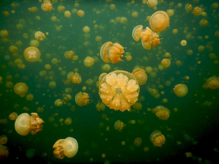 Ubur-Ubur Tanpa Sengat di Danau Laut Misool, Papua