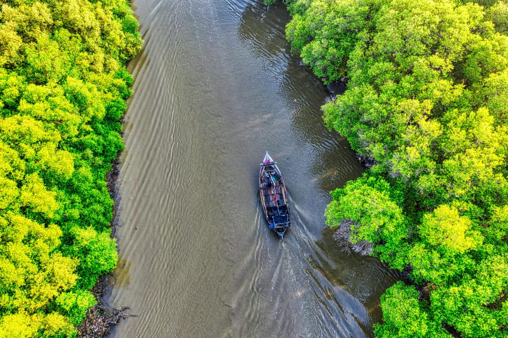 Hutan mangrove dari foto udara drone