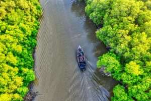 Hutan mangrove dari foto udara drone
