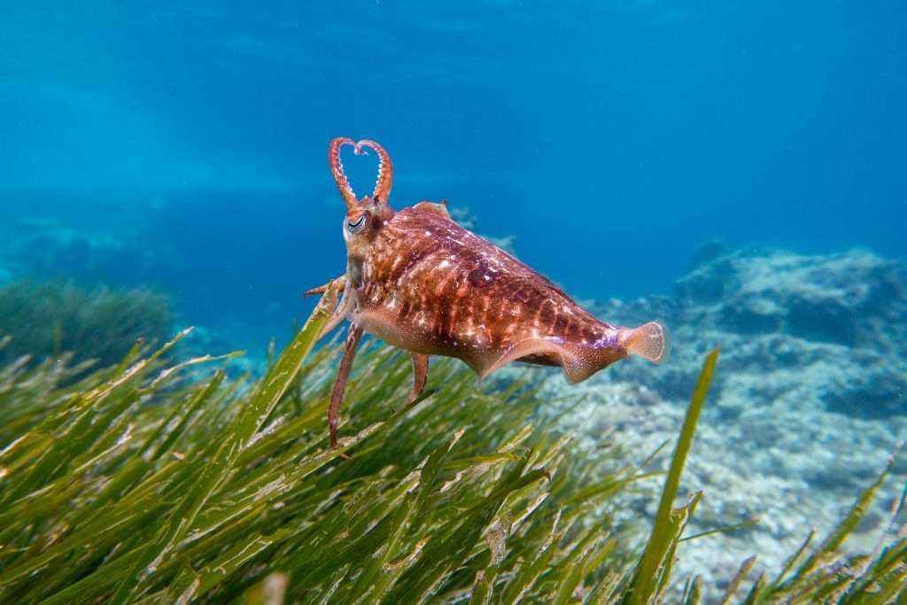 Moluska (cuttlefish) yang memanfaatkan lamun sebagai habitat yang menyediakan tempat mencari makan, bertelur, atau tumbuh
