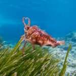 Moluska (cuttlefish) yang memanfaatkan lamun sebagai habitat yang menyediakan tempat mencari makan, bertelur, atau tumbuh