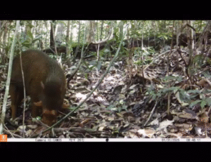 Perekaman Siang Menggunakan Camera Trap Bushnell
